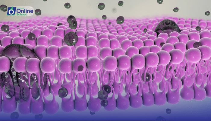 Lesson  20: The Cell Membrane: Guardian of Cellular Equilibrium
